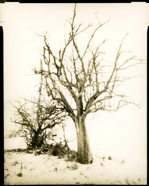 Tree and Snow