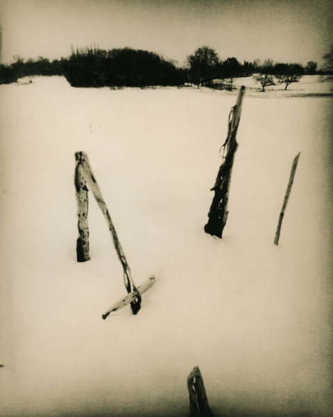 Cornstalk