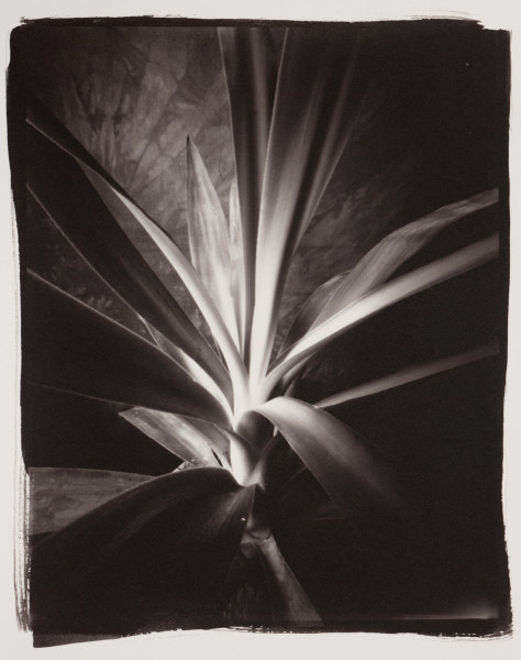 Yucca