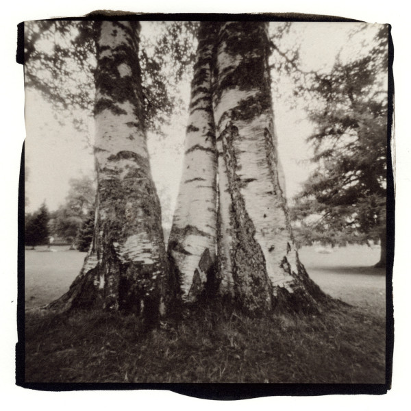 Birches